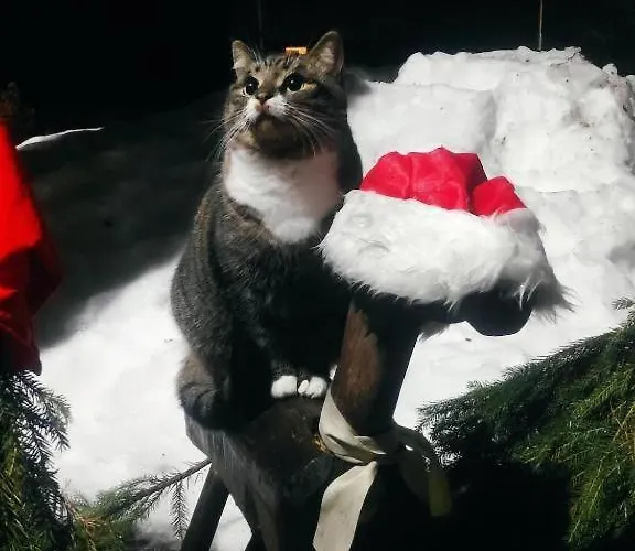 Hubane Korter Moisa Ajaloolises Veskis - Cozy In *